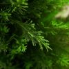 Two artificial cedar trees, 3 feet, artificial trees with UV protection artificial trimming